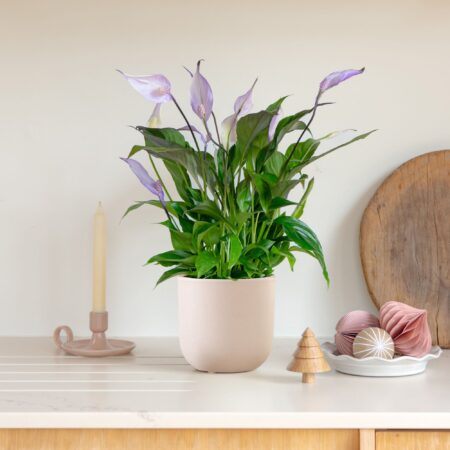 Lilac Peace Lily House Plant in Earthenware Pot Earthenware Pink