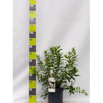 Lille Stjernetop Potte 7,5 liter 50-60 cm.
