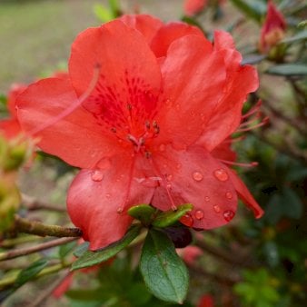 'Little Red' Potte 2,0 liter,- 20-25 cm.