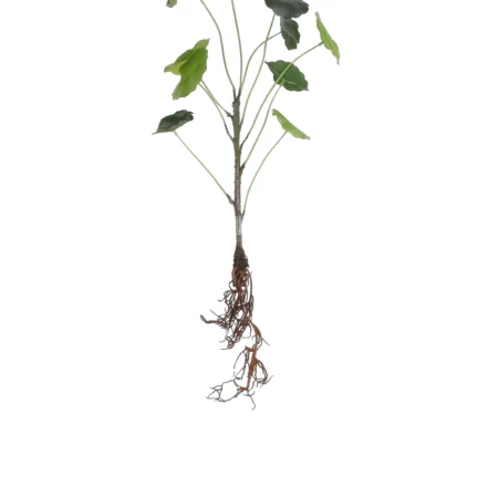 Lotus plante m/rødder L40 cm