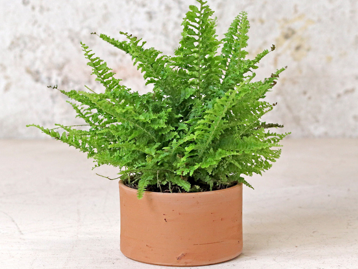 Low Cylinder Plant Pot Low Cylinder Plant Pot