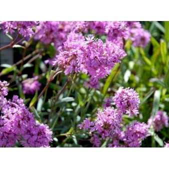 Lychnis alpina 1 liter potte