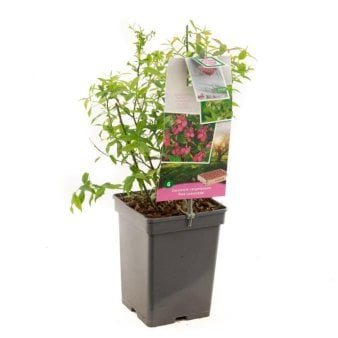 Lyserød Blåbær 'Pink Lemonade' Potte 4,0 liter,- 40-60 cm.