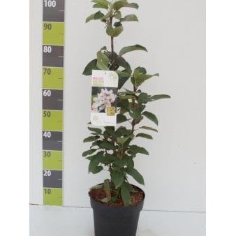 MALUS ZUMI 'GOLDEN HORNET' Potte 6,5 liter 80-100 cm.