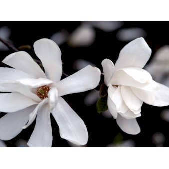 Magnolia x loebneri 'Merrill' Solitær 250-275 cm. 60 liter potte
