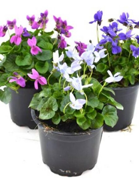 Martsviol, flere farver, Viola Odorata Mix , 10,5 cm potte