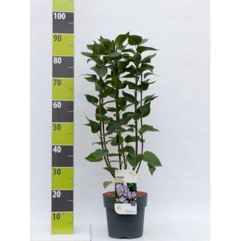 'Michel Büchner' Potte 4,0 liter,- 50-60 cm.