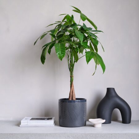 Money Tree House Plant in Capri Pot Ceramic Black