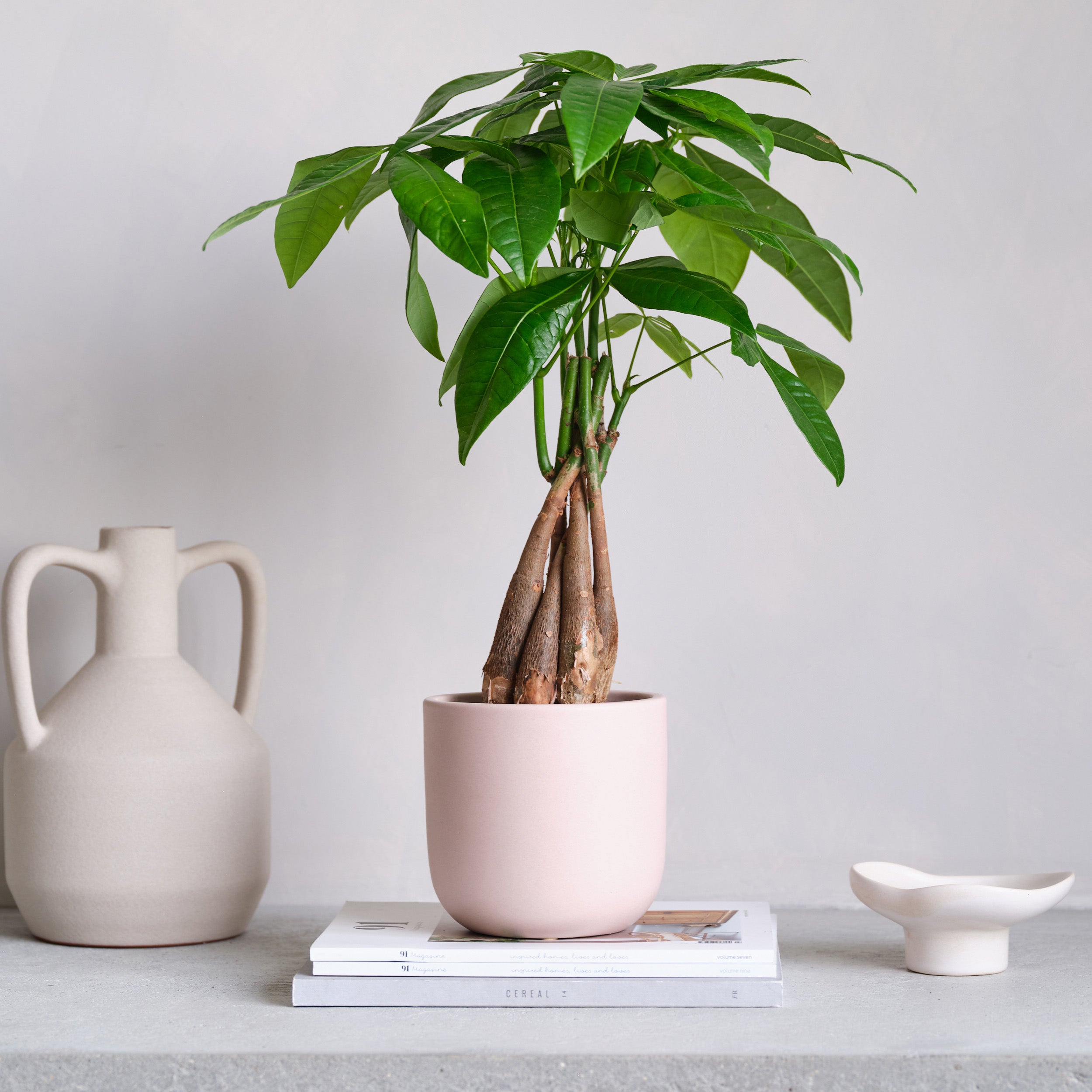 Money Tree House Plant in Earthenware Pot Earthenware Pink Money Tree House Plant in Earthenware Pot Earthenware Pink
