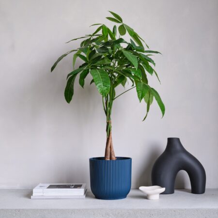 Money Tree House Plant in Elho Pot Plastic Navy