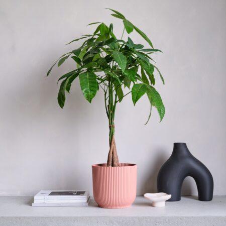 Money Tree House Plant in Elho Pot Plastic Pink