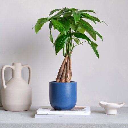 Money Tree House Plant in Pot Earthenware Blue