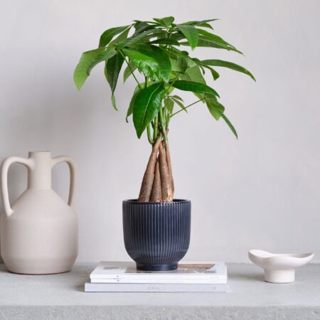 Money Tree House Plant in Ribbed Pot Ceramic Navy