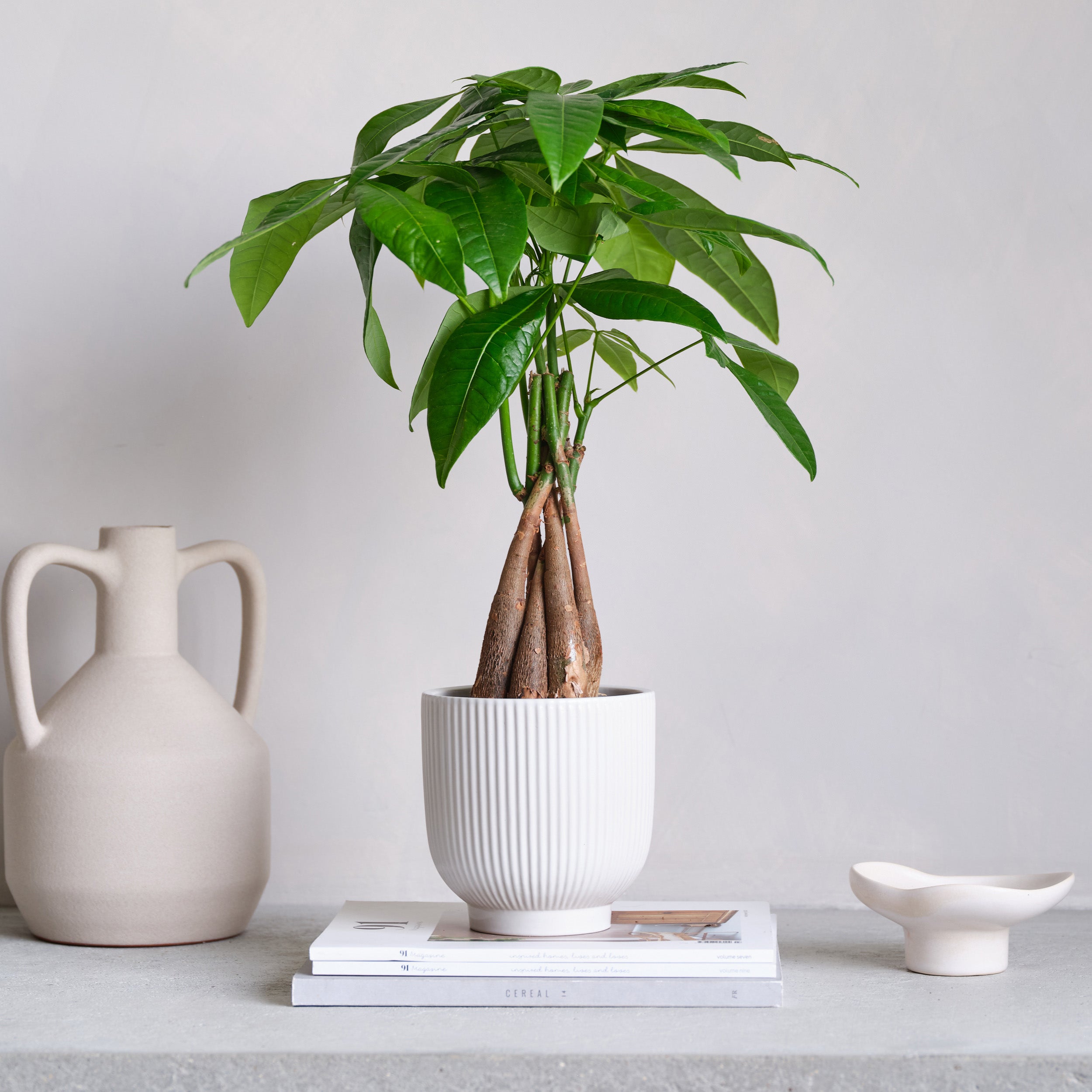 Money Tree House Plant in Ribbed Pot Ceramic White Money Tree House Plant in Ribbed Pot Ceramic White