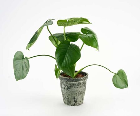 Monstera i rustik skjuler - Send blomster med Bloomit