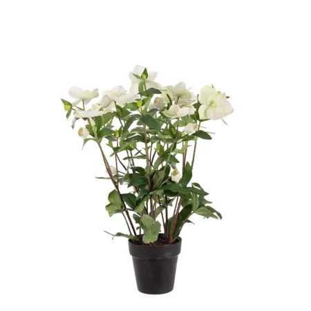 Mr Plant, Helleborus i potte 55 cm hvid