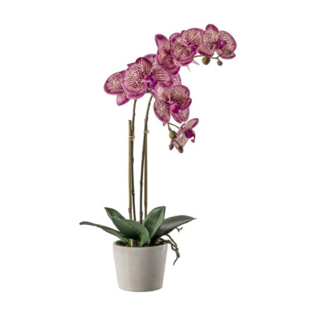 Orchid with Ceramic Pot in Pink