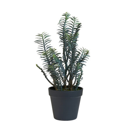 PEDILANTHUS PLANTE H38CM