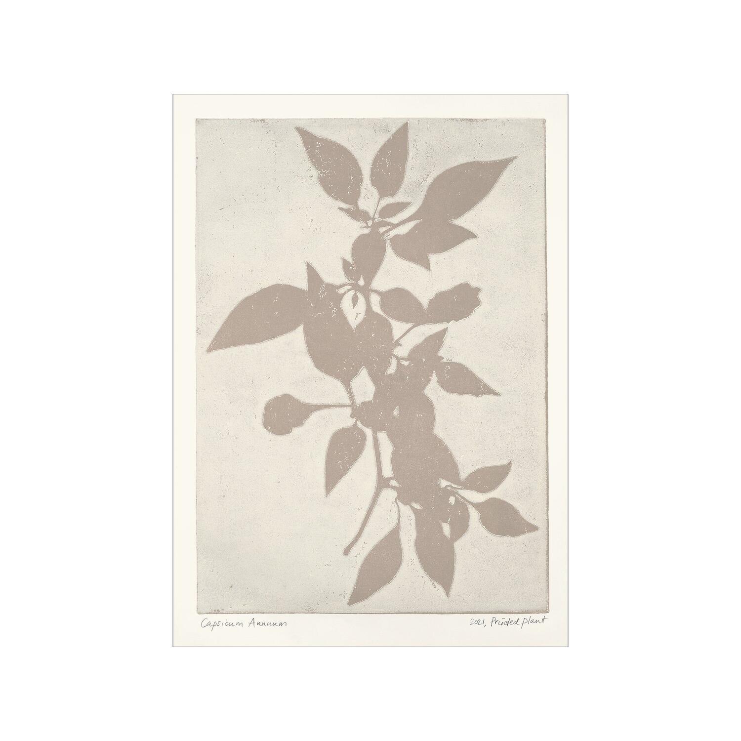PSTR Studio Printed Plant Capsicum Annuum plakat PSTR Studio Printed Plant Capsicum Annuum plakat