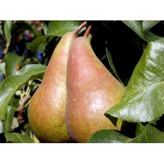 Pære 'Concorde' Havefrugttræ - A-kvalitet 4-8 grene. 120-160 cm. Potte, (Kvæde A)