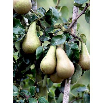 Pære 'Conference' Grundstamme Kvæde A Havefrugttræ Potte 7,5 liter 150-175 cm