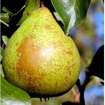 Pære 'Herrepære' Havefrugttræ - A-kvalitet 4-8 grene. 120-160 cm. Potte, (Kvæde A)