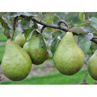 Pære 'Katrine' Havefrugttræ - A-kvalitet 4-8 grene. 120-160 cm. Potte, (Kvæde A)
