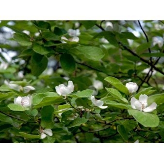 Pærekvæde Havefrugttræ - A-kvalitet 4-8 grene. 120-160 cm. Potte, (Kvæde A)