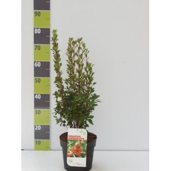 Pagodebusk Potte 4,0 liter,- 60-80 cm.