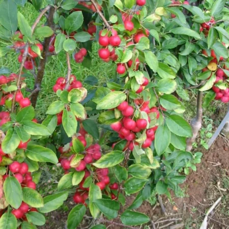 Paradisæble , Malus 'Red Sentinel', 10 liter potte, 175-200 cm