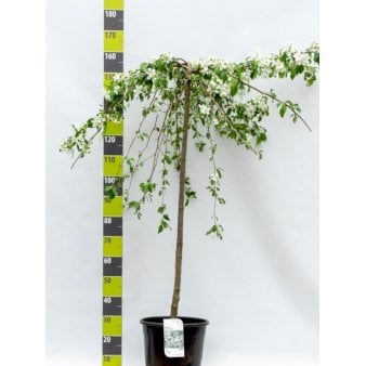 Paradisæble 'Red Jade' Opstammet 120 cm. 20 liter potte, stammeomkreds 8-10 cm.