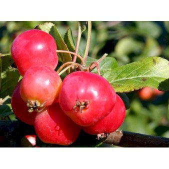 Paradisæble 'Red Sentinel' Heister 175-200 cm. Med potte