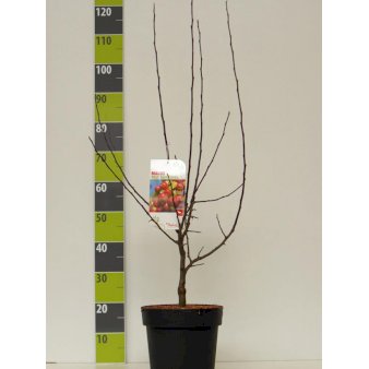 Paradisæble 'Red Sentinel' Potte 6,5 liter 80-100 cm.