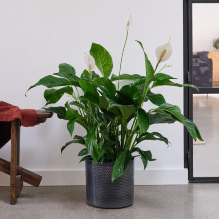 Peace Lily House Plant in Capri Pot Ceramic Black