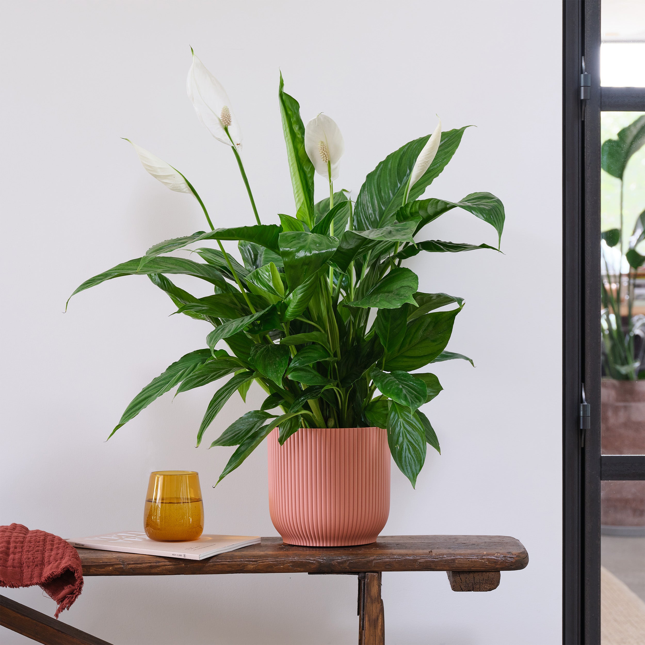 Peace Lily House Plant in Elho Pot Plastic Pink Peace Lily House Plant in Elho Pot Plastic Pink