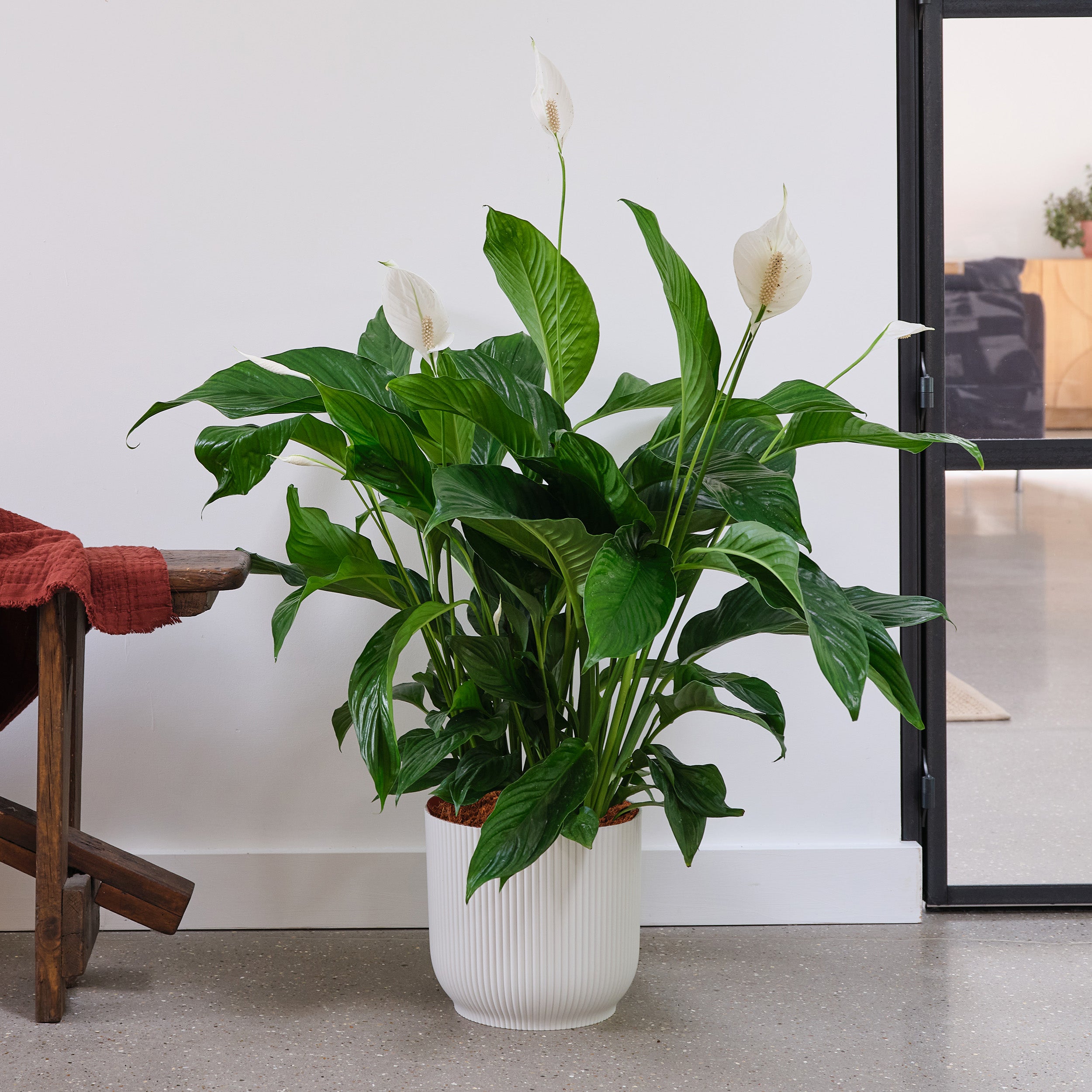 Peace Lily House Plant in Elho Pot Plastic White Peace Lily House Plant in Elho Pot Plastic White