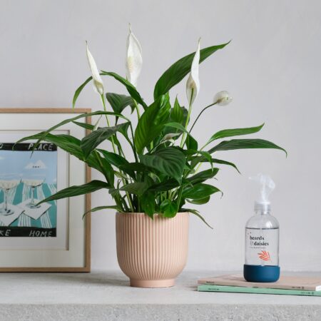 Peace Lily Potted House Plant and Plant Mister Bundle Ceramic Pink