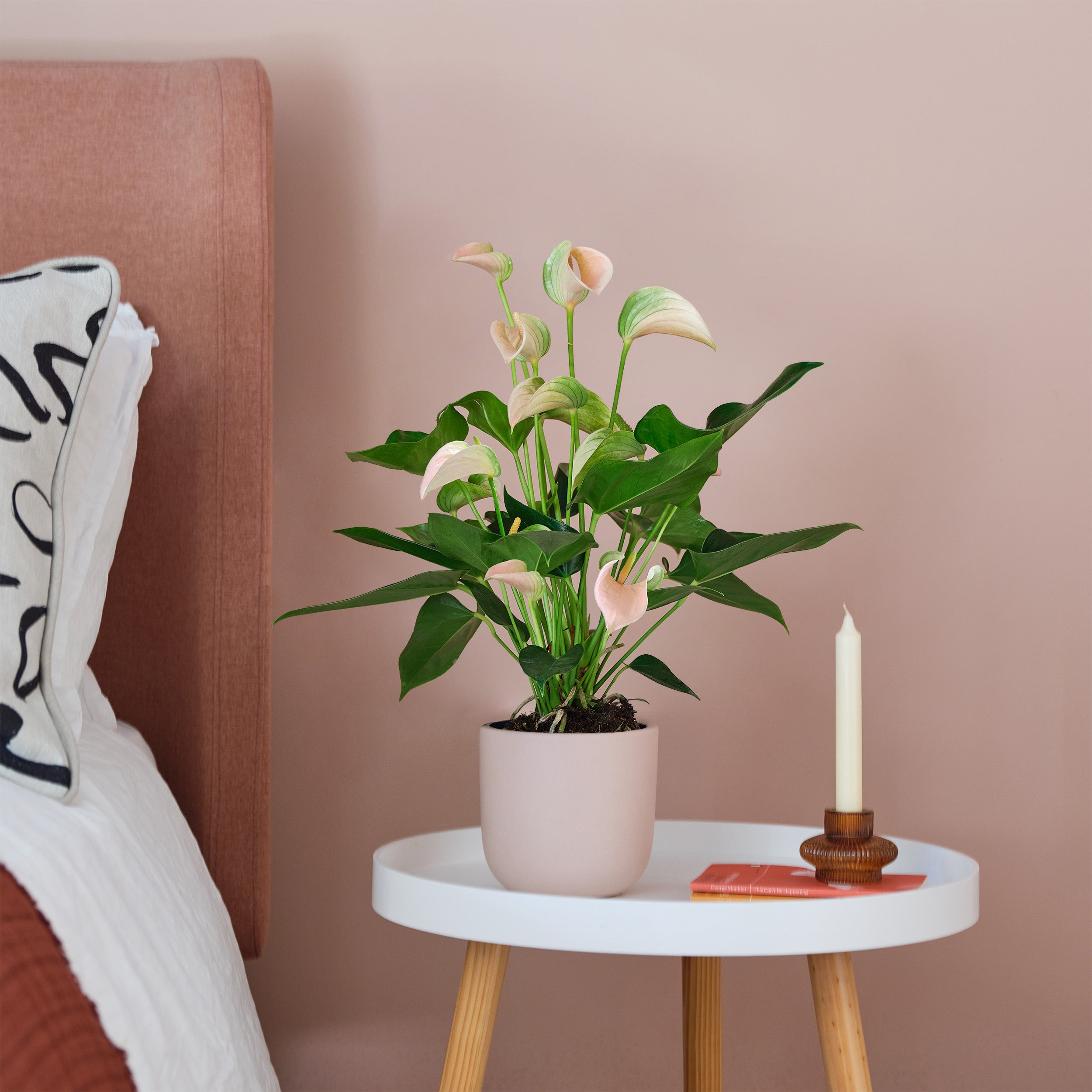 Peach Anthurium House Plant in Earthenware Pot Earthenware Pink