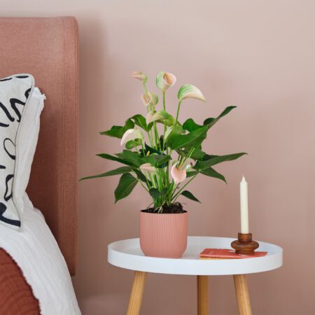 Peach Anthurium House Plant in Elho Pot Plastic Pink