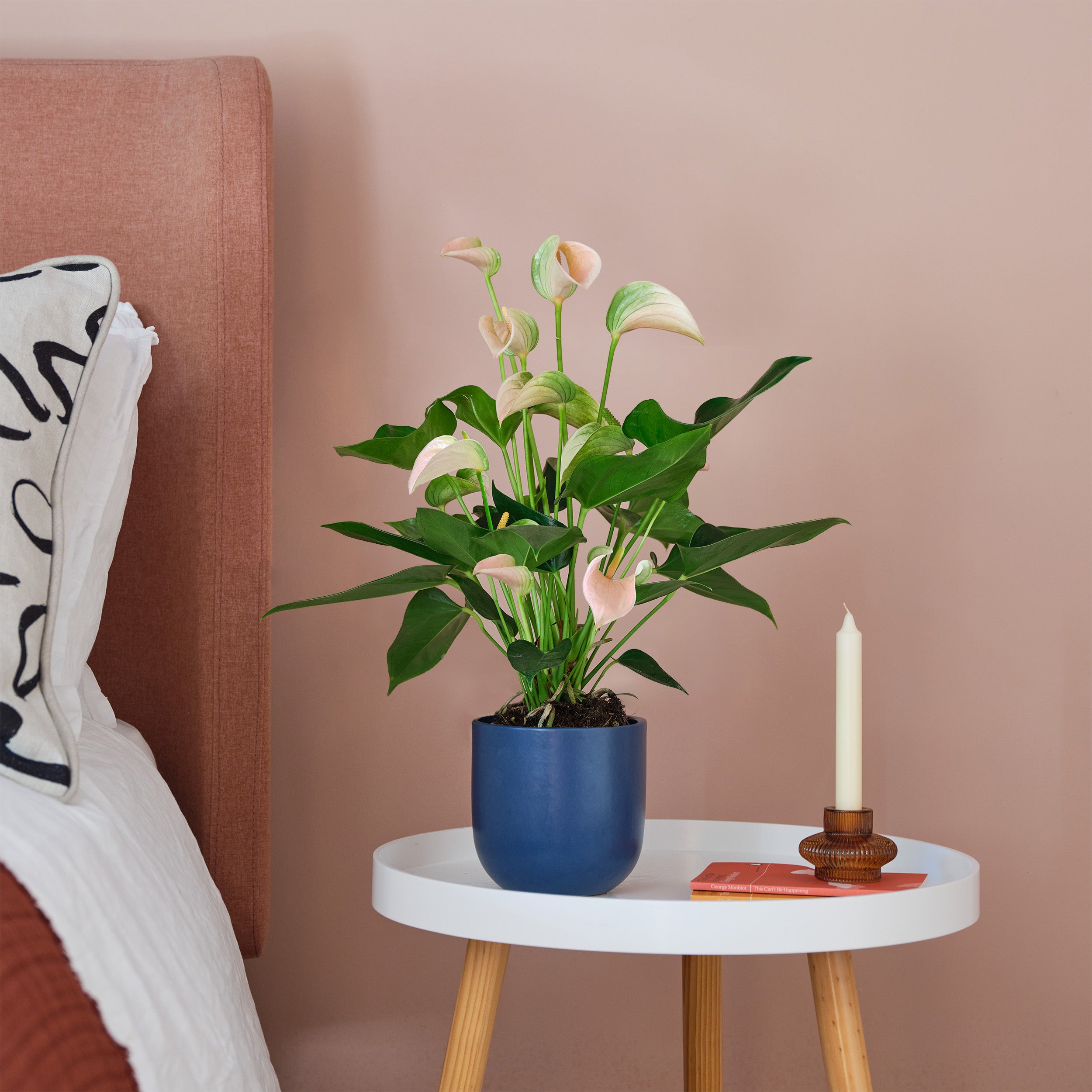 Peach Anthurium House Plant in Pot Earthenware Blue Peach Anthurium House Plant in Pot Earthenware Blue