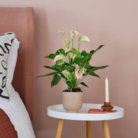 Peach Anthurium House Plant in Ribbed Pot Ceramic Pink