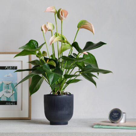 Peach Anthurium Potted House Plant and Candle Bundle Ceramic Navy