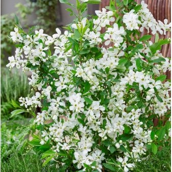 Perlebusk 'Blushing Pearl' 5 liter potte