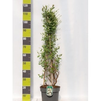 Perlebusk 'Blushing Pearl' Potte 7,5 liter 80-100 cm.