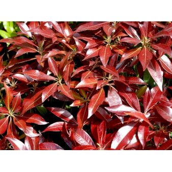 Pieris 'Katsura' Potte 2,0 liter,- 20-25 cm.