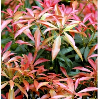 Pieris japonica 'Forest Flame' 2 Liter potte