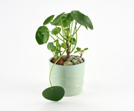 Pilea i glaseret skjuler