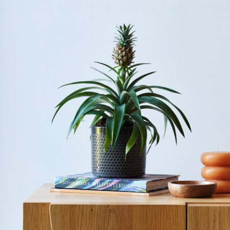Pineapple House Plant in Capri Pot Ceramic Black