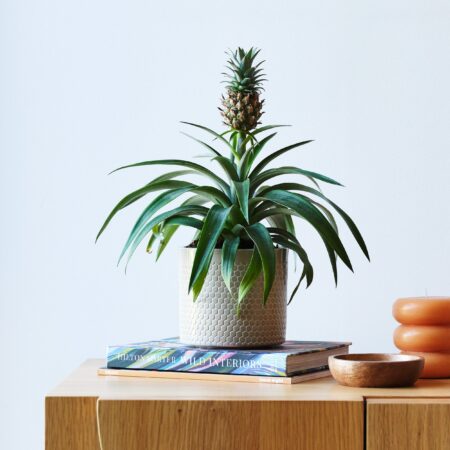 Pineapple House Plant in Capri Pot Ceramic Light Green