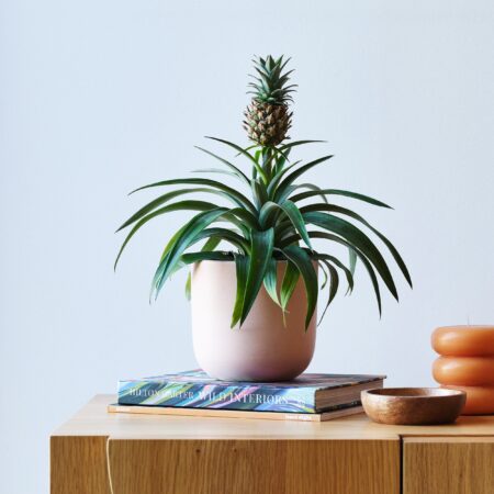 Pineapple House Plant in Earthenware Pot Earthenware Pink